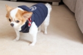 Bild 6 von Jacke PrettyPet Happy Hooded Navy